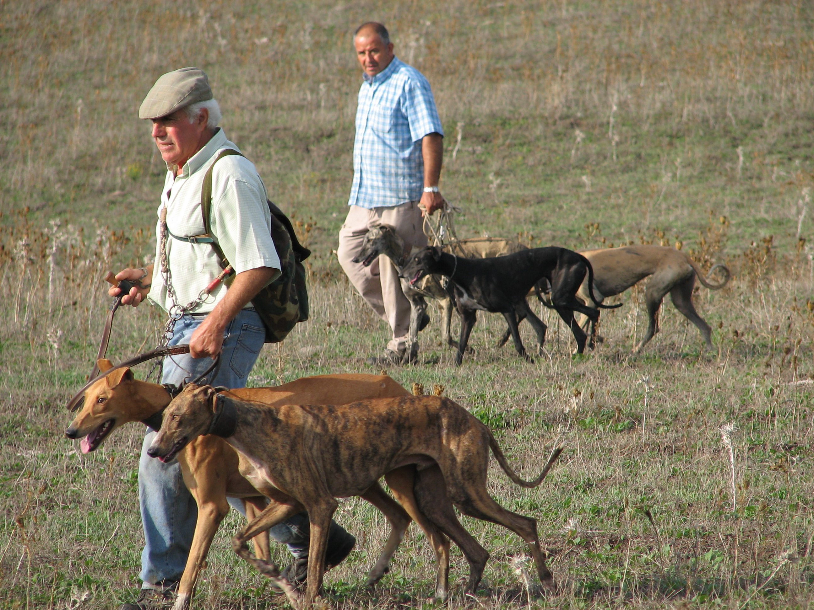 2024-10-12 - Windhunde aus Spanien – Leben mit Galgo, Podenco, Greyhound und Co.